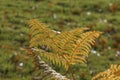 Fern in autumn, Westphalia, Germany Royalty Free Stock Photo