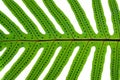 Fern background Royalty Free Stock Photo