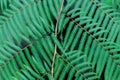 fern background. Texture of green tropical leaves. Greenery. Royalty Free Stock Photo