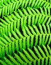 Fern for a background