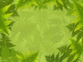 Fern background