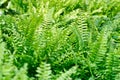 Fern background