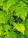 Fern background Royalty Free Stock Photo