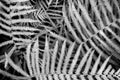 Fern Background Texture Royalty Free Stock Photo