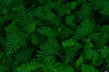 Fern background texture pattern Royalty Free Stock Photo