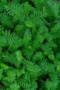 Fern background texture pattern Royalty Free Stock Photo