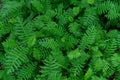 Fern background texture pattern Royalty Free Stock Photo