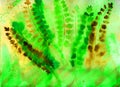 Fern background Royalty Free Stock Photo