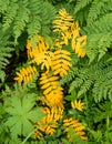 Fern background. Yellow plant in green fern environment. Abstract nature leaf texture. Forest foliage background. Royalty Free Stock Photo