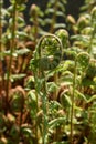 Fern in backlight - fougeres a contre jour Royalty Free Stock Photo