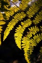 Fern backlight by the morning sun Royalty Free Stock Photo