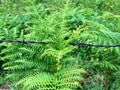 Fern behind barbed wire