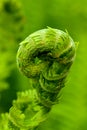 Fern Royalty Free Stock Photo