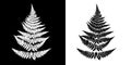 Fern Black-and-white vector image. Black fern silhouette isolate Royalty Free Stock Photo