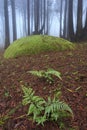 Fern and blue forest