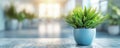 Fern in blue pot on wooden floor, sunlit modern room blurred in background. Green indoor plant, bright interior office