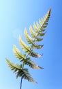 fern in blue sky Royalty Free Stock Photo
