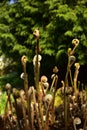 Fern Botanic Garden