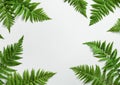 Fern botanical background