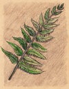 Fern bracken branch leaf botanical craft sketch