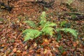 Fern bracken ordinary Pteridium aquilinum L. Kuhn in the au Royalty Free Stock Photo