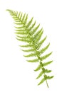 Fern branch Royalty Free Stock Photo