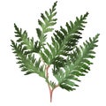 Fern branch on an isolated white background. Forest greens, clipart.