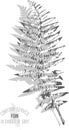 Fern branch pattern vector illustration