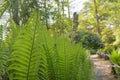 Fern branches and a wooden bridge. fragmentary landscape. copy space