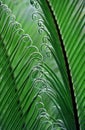 Fern in Brazil Royalty Free Stock Photo