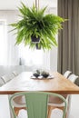 Fern in bright dining room