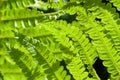 Fern bright green long leaves with branch on dark background macro Royalty Free Stock Photo