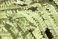 Fern bright green long leaves with branch on dark background macro vintage effect Royalty Free Stock Photo