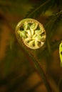 Fern Bud (0247)