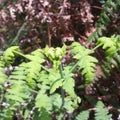 Fern buds growing rampant around the crater