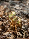 Fern buds just emerging from the ground, forest ground texture Royalty Free Stock Photo