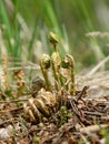 Fern buds just emerging from the ground, forest ground texture Royalty Free Stock Photo