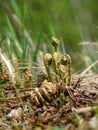 Fern buds just emerging from the ground, forest ground texture Royalty Free Stock Photo