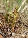 Fern buds just emerging from the ground, forest ground texture Royalty Free Stock Photo
