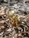 Fern buds just emerging from the ground, forest ground texture Royalty Free Stock Photo