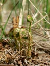 Fern buds just emerging from the ground, forest ground texture Royalty Free Stock Photo