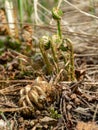 Fern buds just emerging from the ground, forest ground texture Royalty Free Stock Photo