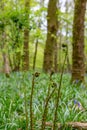 Fern Buds in Woodland in Sussex Royalty Free Stock Photo