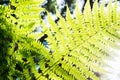 fern bush against sunlight through leaves and trees Royalty Free Stock Photo