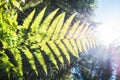 fern bush against sunlight through leaves and trees Royalty Free Stock Photo