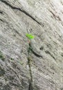 Fern bush clinging to a solid upright gray rock