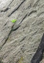 Fern bush clinging to a solid upright gray rock