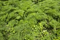 Fern bush in Stanley park Royalty Free Stock Photo