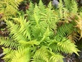 A fern bush with light green leaves in forest. Royalty Free Stock Photo