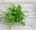 Fern bush on a wooden surface. View from above Royalty Free Stock Photo